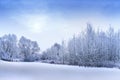 Under a blue sky with light clouds there are trees with thick white frost on their branches. On the left there are white fluffy