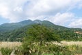 Under the blue sky, a reed Bush under the mountain Royalty Free Stock Photo