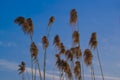 Puddle grass under the blue sky