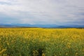 Under the blue sky, there is a beautiful golden cole flowers fields