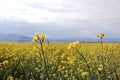 Under the blue sky, there is a beautiful golden cole flowers fields