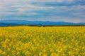 Under the blue sky, there is a beautiful golden cole flowers fields