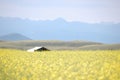 Under the blue sky, there is a beautiful golden cole flowers fields