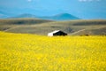 Under the blue sky, there is a beautiful golden cole flowers fields