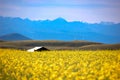 Under the blue sky, there is a beautiful golden cole flowers fields