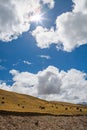 Under the blue sky and white clouds, on the meadow of the Qinghai-Tibet Plateau, a group of yaks are grazing Royalty Free Stock Photo