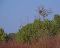 Birds passing by in the trees.