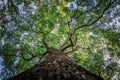 Under branch of big green tree in HDR style Royalty Free Stock Photo