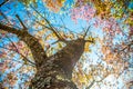 Under branch of pink cherry tree