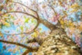 Under branch of pink cherry tree in blur style Royalty Free Stock Photo