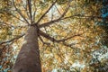 Under branch of rubber tree with Vintage filter