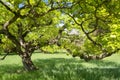 Under the branches of the oak tree in spring Royalty Free Stock Photo