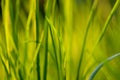 Under the bright sun. Abstract natural backgrounds. Fresh green spring grass on the lawn with the selective focus Royalty Free Stock Photo