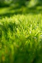 Under the bright sun. Abstract natural backgrounds. Fresh green spring grass on the lawn with the selective focus blurred bokeh Royalty Free Stock Photo