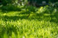 Under the bright sun. Abstract natural backgrounds. Fresh green spring grass on the lawn with the selective focus blurred bokeh Royalty Free Stock Photo