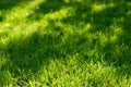 Under the bright sun. Abstract natural backgrounds. Fresh green spring grass on the lawn with the selective focus blurred bokeh Royalty Free Stock Photo