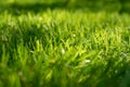 Under the bright sun. Abstract natural backgrounds. Fresh green spring grass on the lawn with the selective focus blurred bokeh Royalty Free Stock Photo