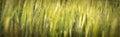 Under the bright sun. Abstract natural backgrounds. Fresh green spring grass on the lawn with the selective focus blurred bokeh Royalty Free Stock Photo