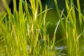 Under the bright sun. Abstract natural backgrounds. Fresh green spring grass on the water surface with the selective Royalty Free Stock Photo
