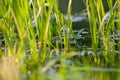 Under the bright sun. Abstract natural backgrounds. Fresh green spring grass on the water surface with the selective Royalty Free Stock Photo