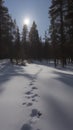 Bright winter sun shining above a snow-covered forest path lined with footprints Royalty Free Stock Photo