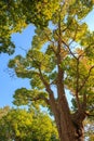 Under the canopy of the Japanese corktree in autumn Royalty Free Stock Photo
