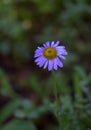 Alpine Aster Flower in the Forest