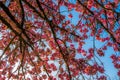 Under a cherry tree on spring with blue sky Royalty Free Stock Photo
