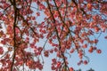 Under a cherry tree on spring with blue sky during sunrise Royalty Free Stock Photo