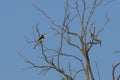 Female Malabar Pied Hornbill Royalty Free Stock Photo