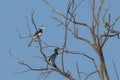 Male and Female Malabar Pied Hornbills