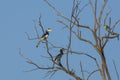 Two Malabar Pied Hornbills