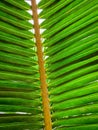Under coconut leaves and stalk at tropical beach. Closeup palm tree. Coconut leaves pattern. Summer vacation background. Texture Royalty Free Stock Photo