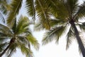 Under the coconut palm tree with ray of light and beautiful summer blue sky. Royalty Free Stock Photo