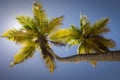 Under Coconut Palm Trees shadow with sunrays in Punta Cana, Dominican Republic Royalty Free Stock Photo