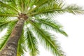 Under coconut tree on the white background