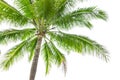 Under coconut tree on the white background