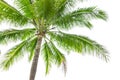 Under coconut tree on the white background Royalty Free Stock Photo
