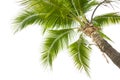 Under coconut tree on the white background Royalty Free Stock Photo