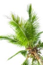 Under coconut tree on the white background Royalty Free Stock Photo