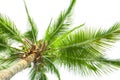 Under coconut tree on the white background Royalty Free Stock Photo