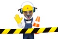 Under construction dog
