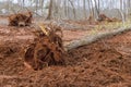 Construction site area of tree stump removal roots into forest with preparing land for housing new complex Royalty Free Stock Photo