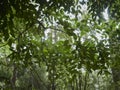 Under the cover of a Sassafras Tree - Tasmania