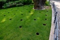 Under crown of old oak in front of the perennial bed, several circular holes are drilled in lawn soil these are aeration and drain