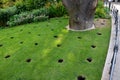 Under crown of old oak in front of the perennial bed, several circular holes are drilled in lawn soil these are aeration and drain