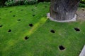 Under crown of old oak in front of the perennial bed, several circular holes are drilled in lawn soil these are aeration and drain