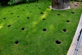 Under crown of old oak in front of the perennial bed, several circular holes are drilled in lawn soil these are aeration and drain