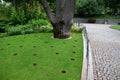 Under the crown of the old oak in front of the perennial bed, several circular holes are drilled in the lawn in the soil. these ar