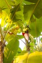 Under the crowns of banana tree